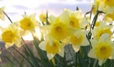 Daffodils – British summertime
