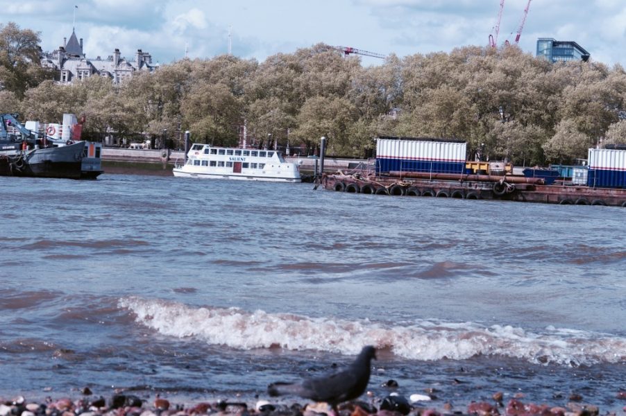 Pigeon and River Thames