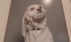 Wet Dog by Sophie Gamand
