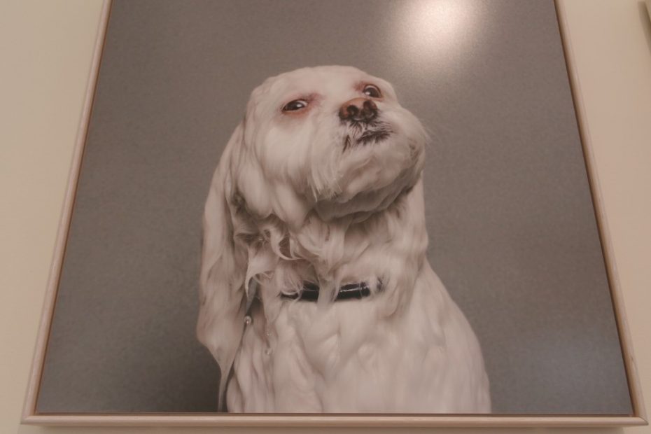 Wet Dog by Sophie Gamand