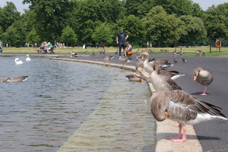 Geese, Round Pond, Kensington Gardens, Hyde Park (10)