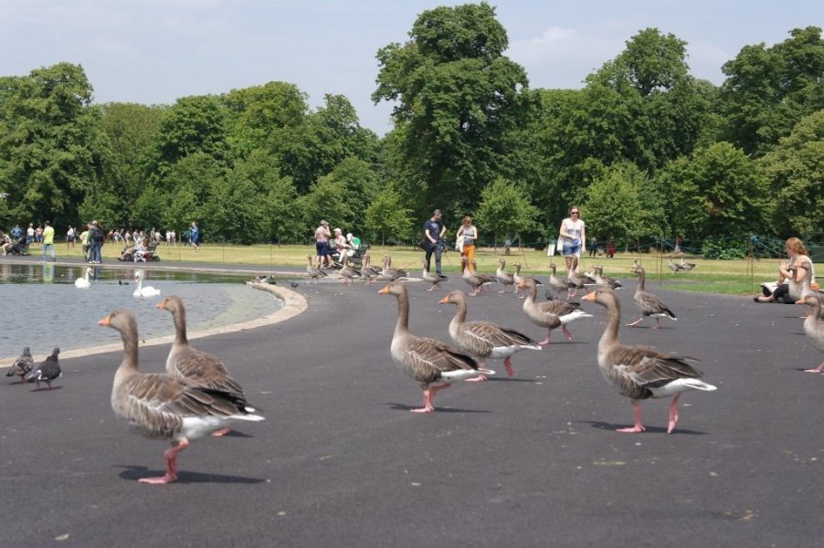 Geese, Round Pond, Kensington Gardens, Hyde Park (11)