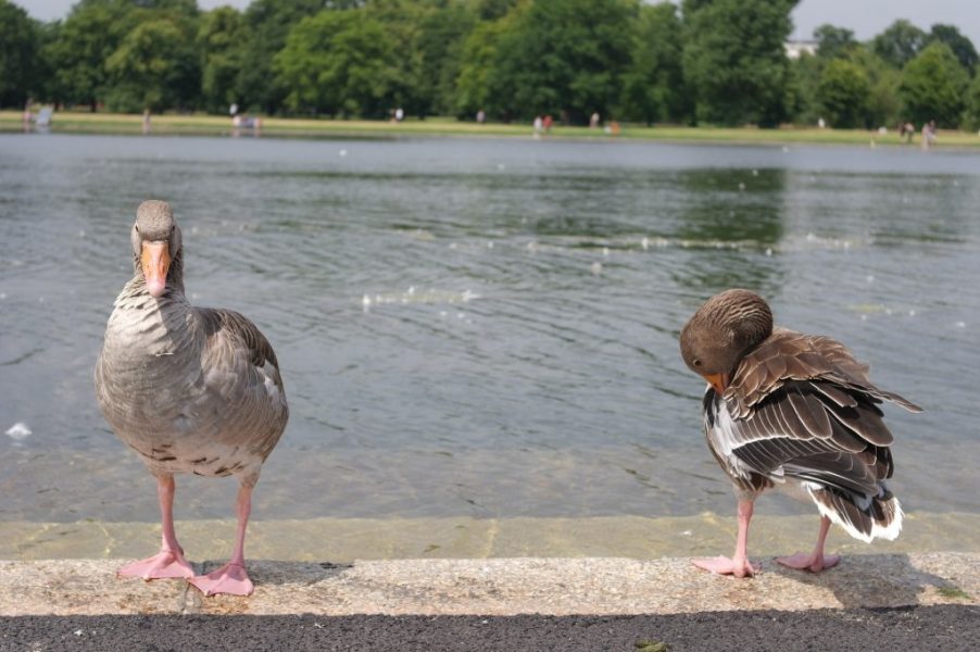 Geese, Round Pond, Kensington Gardens, Hyde Park (12)