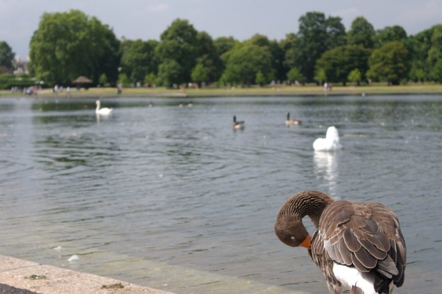 Geese, Round Pond, Kensington Gardens, Hyde Park (13)