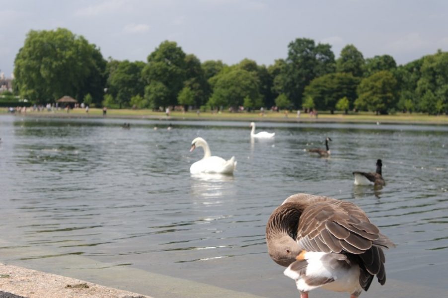 Geese, Round Pond, Kensington Gardens, Hyde Park (14)