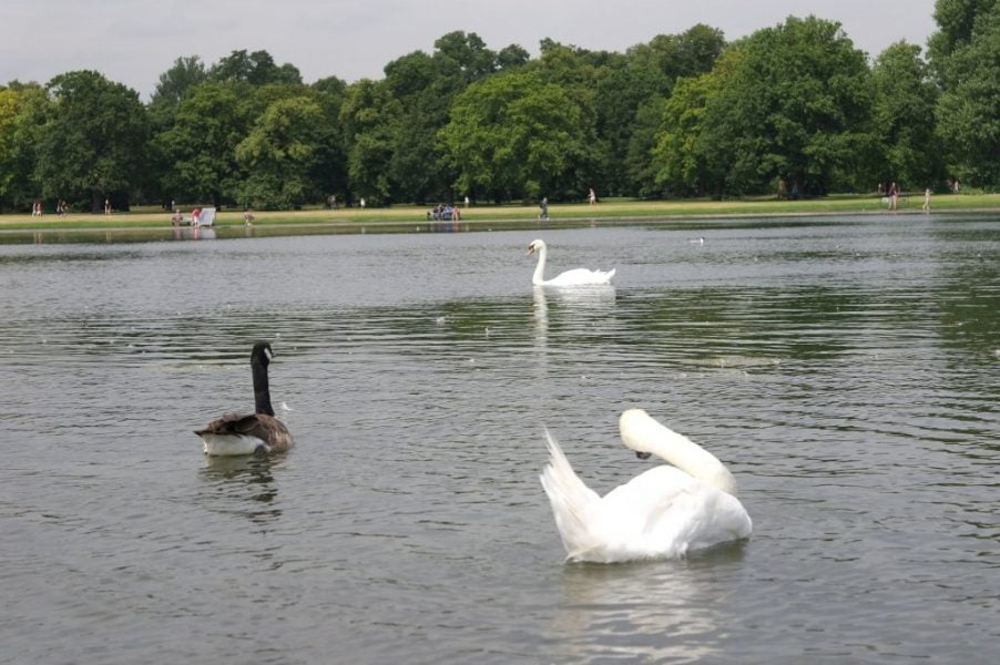 Geese, Round Pond, Kensington Gardens, Hyde Park (15)
