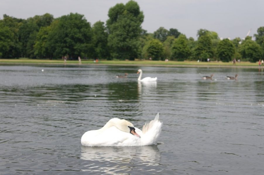 Geese, Round Pond, Kensington Gardens, Hyde Park (16)