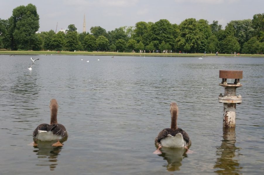 Geese, Round Pond, Kensington Gardens, Hyde Park (17)