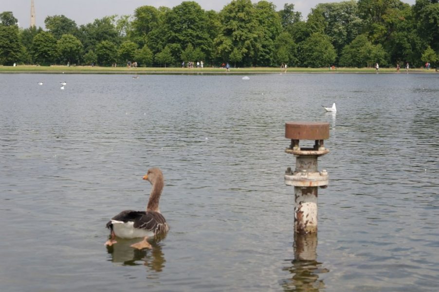 Geese, Round Pond, Kensington Gardens, Hyde Park (18)