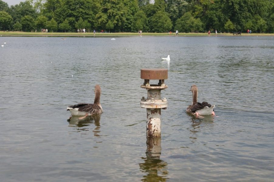 Geese, Round Pond, Kensington Gardens, Hyde Park (19)