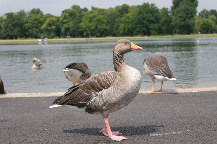 Geese, Round Pond, Kensington Gardens, Hyde Park (2)