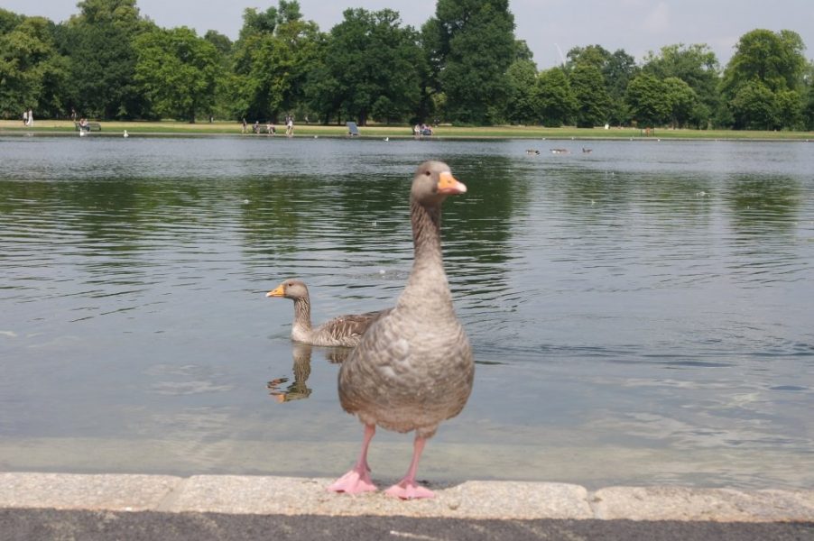 Geese, Round Pond, Kensington Gardens, Hyde Park (20)