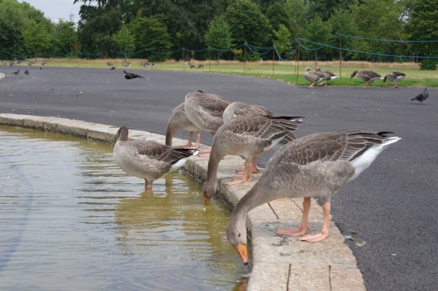 Geese, Round Pond, Kensington Gardens, Hyde Park (3)