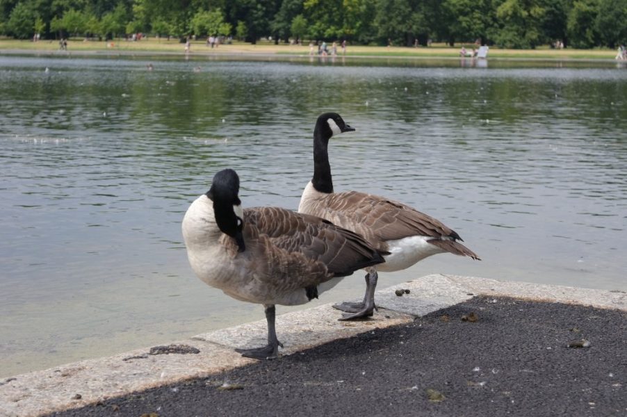 Geese, Round Pond, Kensington Gardens, Hyde Park (4)