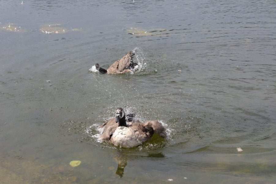 Geese, Round Pond, Kensington Gardens, Hyde Park (5)