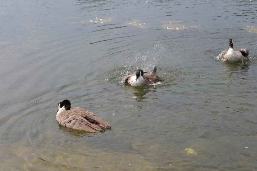 Geese, Round Pond, Kensington Gardens, Hyde Park (6)
