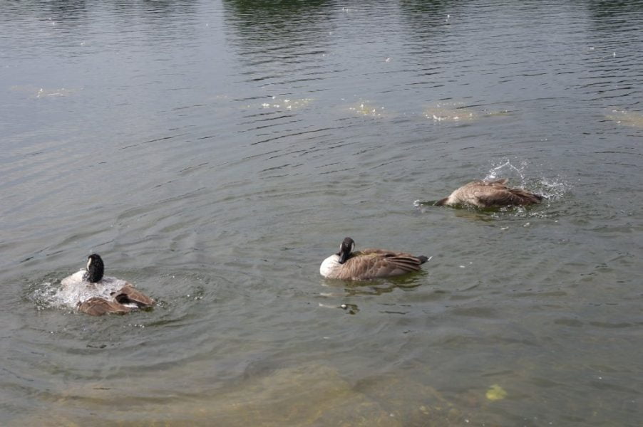 Geese, Round Pond, Kensington Gardens, Hyde Park (7)
