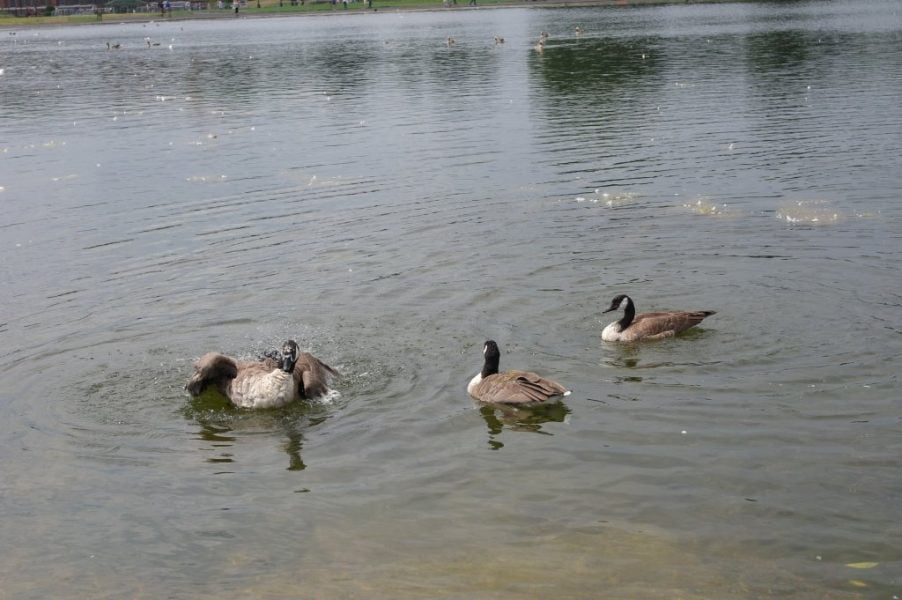 Geese, Round Pond, Kensington Gardens, Hyde Park (8)