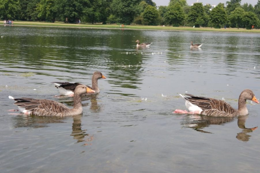 Geese, Round Pond, Kensington Gardens, Hyde Park (9)