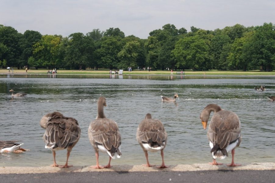 Geese, Round Pond, Kensington Gardens, Hyde Park