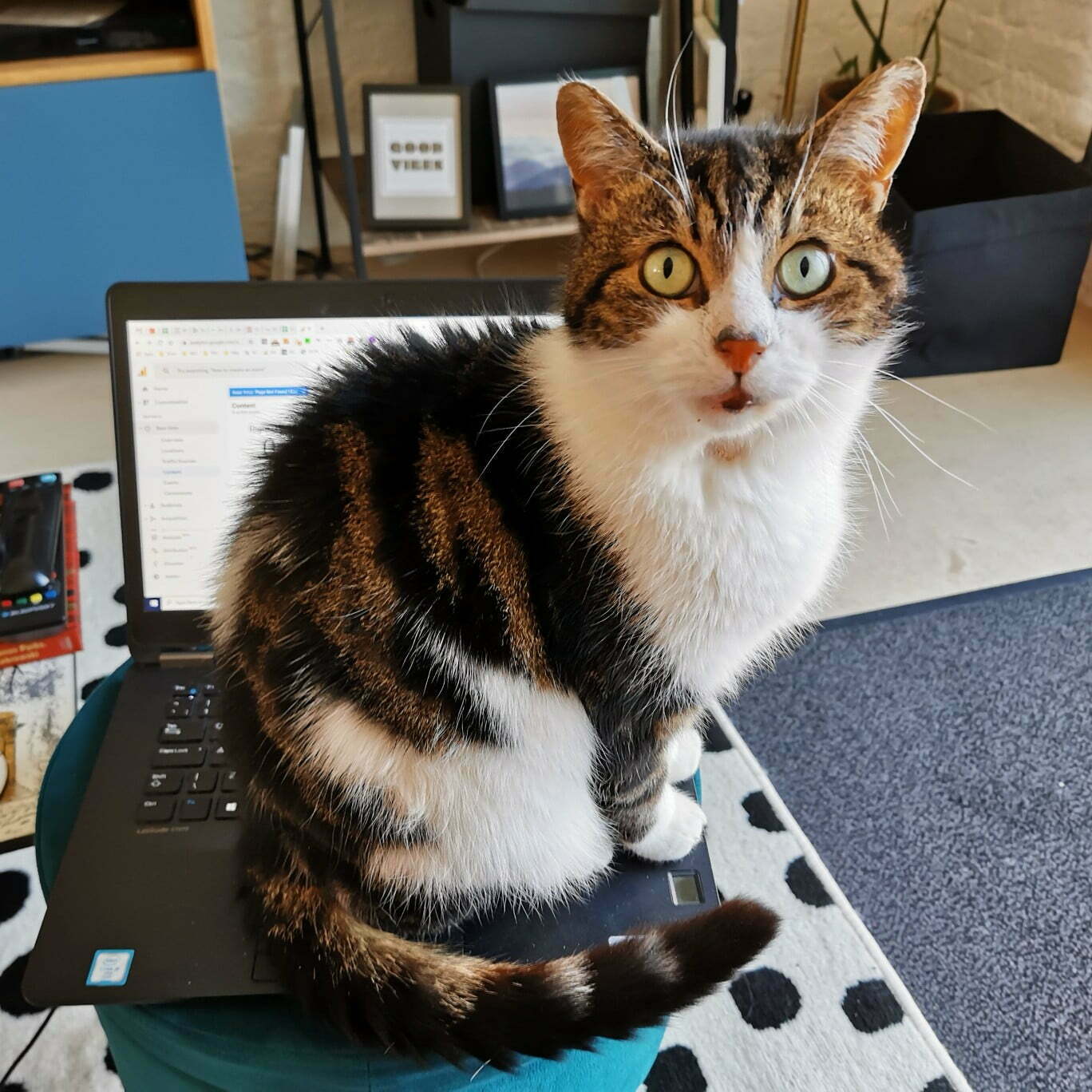 Gus & Bella Box Review: The Best Cat Box Subscription? 6 Gus & Bella Box Review: The Best Cat Box Subscription? 6