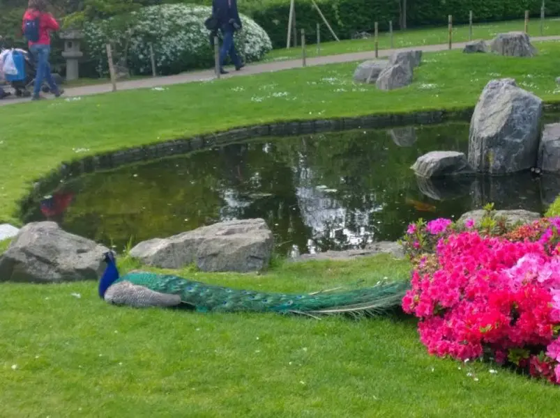 Kyoto Garden in Holland Park: London's Secret Japanese Garden (Gallery) 32 Kyoto Garden in Holland Park: London's Secret Japanese Garden (Gallery) 30