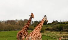 giraffes port lympne