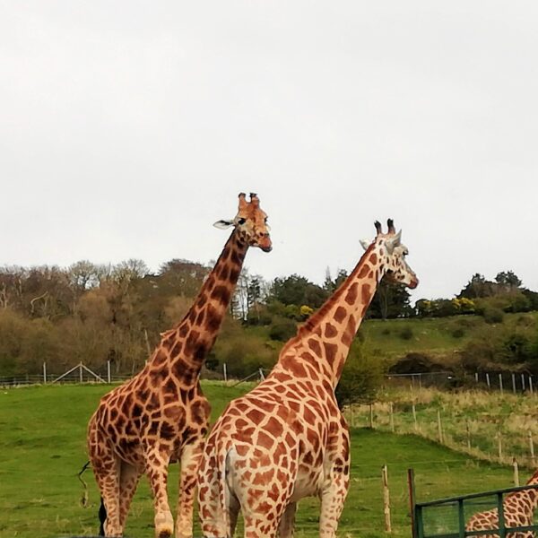 giraffes port lympne