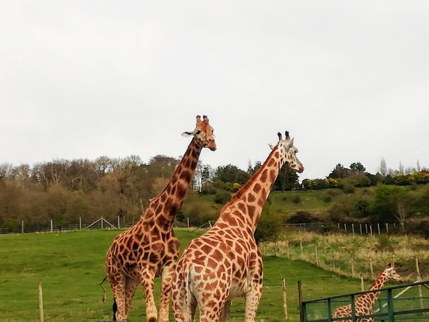 giraffes port lympne