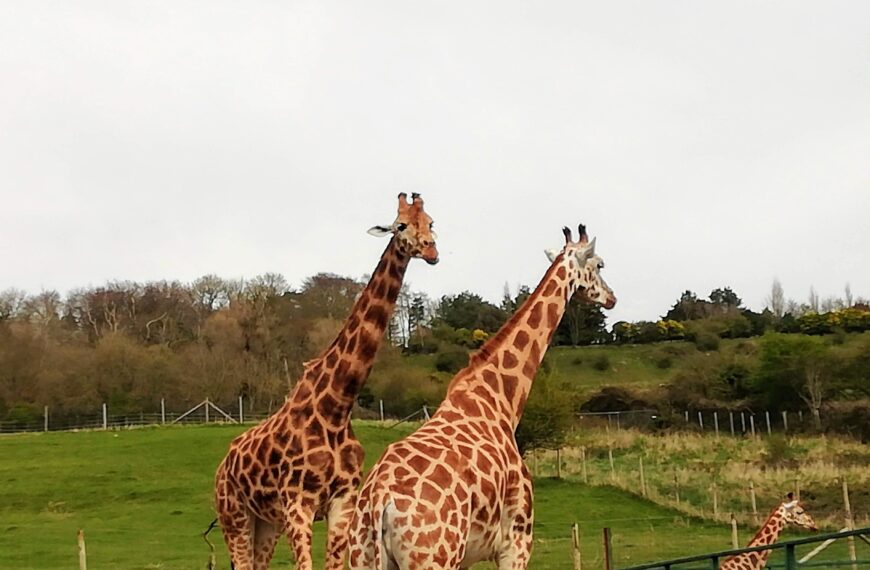 giraffes port lympne
