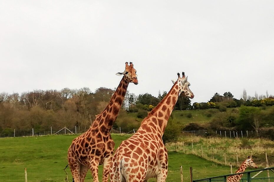 giraffes port lympne