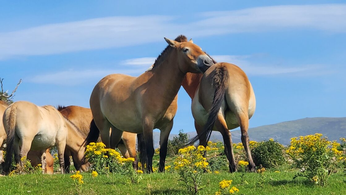 highland wildlife park