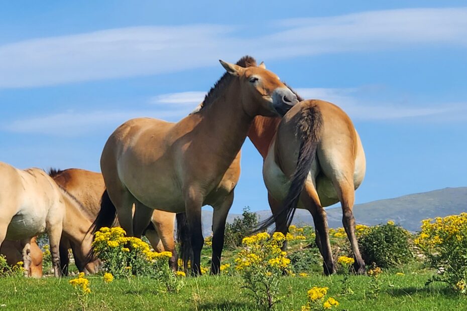 highland wildlife park